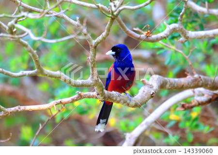 琉球松鴉 14339060