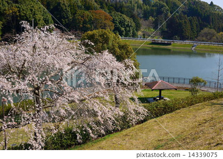 Bird drooping cherry blossoms in the park 14339075