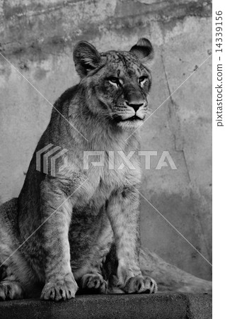 Female lion Female lion 14339156