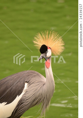 HOOJIRO COMMUNIED ZUL 3 14339157