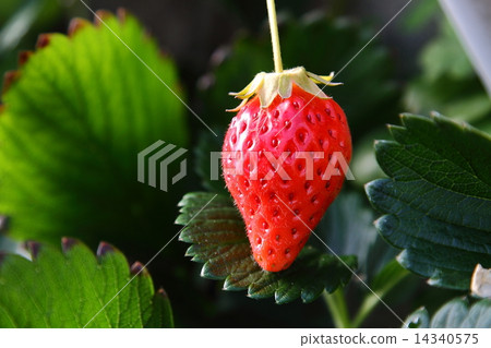 Strawberry picking Strawberry picking 14340575