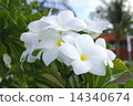 雞蛋花 14340674