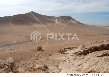 扇葉樹頭櫚在沙漠中破壞墳塋 14341210