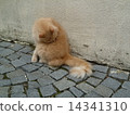 A cat is grooming on a stone pavement 14341310