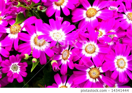 Cineraria 14341444