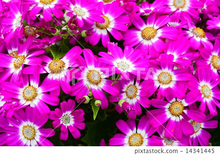 Cineraria 14341445