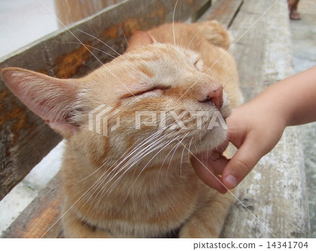 Cat 14341704