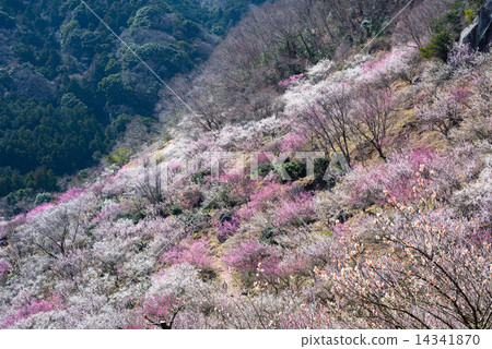 湯河原巴林 14341870