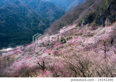 Yugawara Bairin 14341890