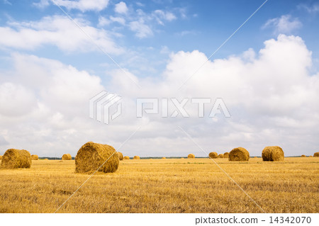 Stack of straw on the field. 14342070