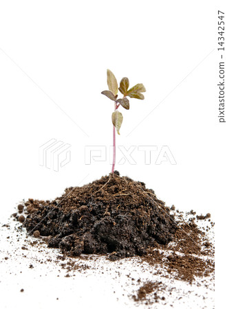 plant of tomato 14342547