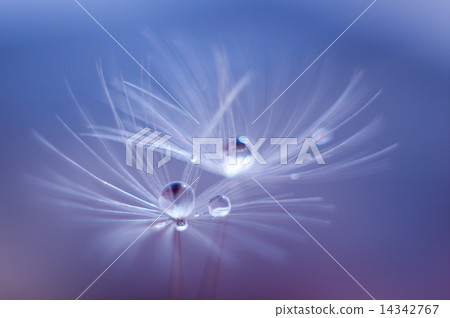 蒲公英的種子 蒲公英的種子 14342767