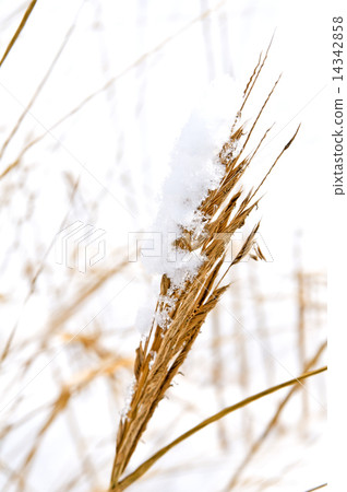 GRas with snow 14342858