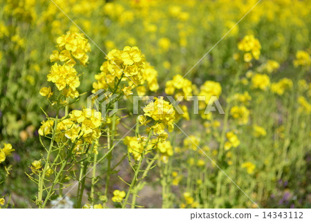 Rape blossoms 14343112