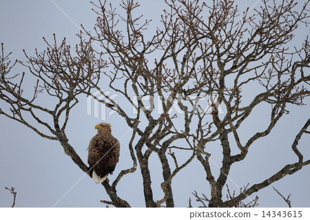 White-tailed eagle 14343615