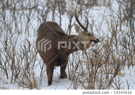 Ezoshika male 14343616