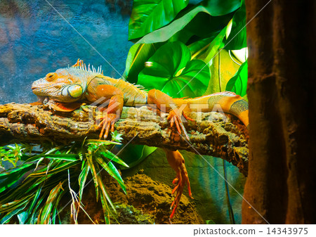in the aquarium of Barcelona in Spain in the aquarium of Barcelona in Spain 14343975
