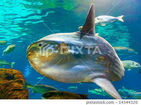 sunfish in the aquarium of Barcelona in Spain sunfish in the aquarium of Barcelona in Spain 14344320