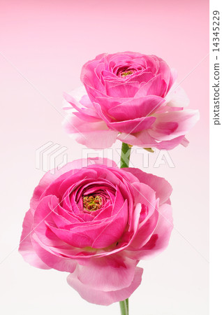 Red Ranunculus 14345229