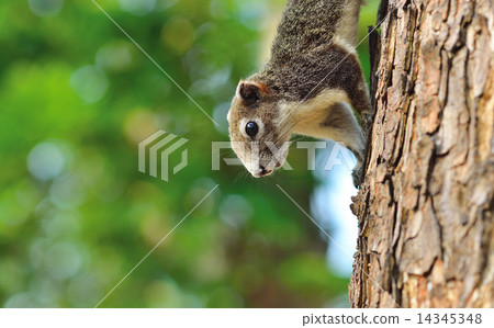 Close up half the squirrel chipmunk perched on a small tree native to tropical forests . Close up half the squirrel chipmunk perched on a small tree native to tropical forests . 14345348