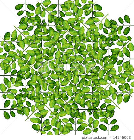 草葉子植物巢陷井 14346068