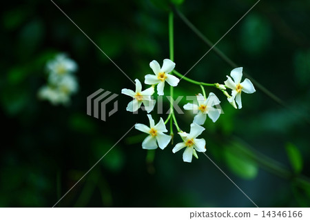 Tea Cazra Flower 14346166