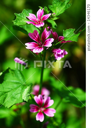 Mallow flower 14346170