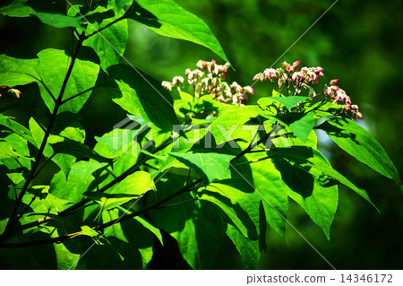 When the rabbit blossoms 14346172