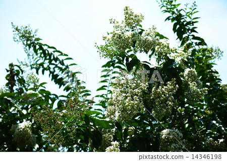 Culverberry白花 Culverberry白花 14346198