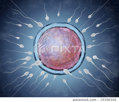 Illustration of sperm and egg cell Illustration of sperm and egg cell 14346309