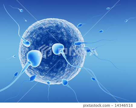 Spermatozoids and human egg 14346518