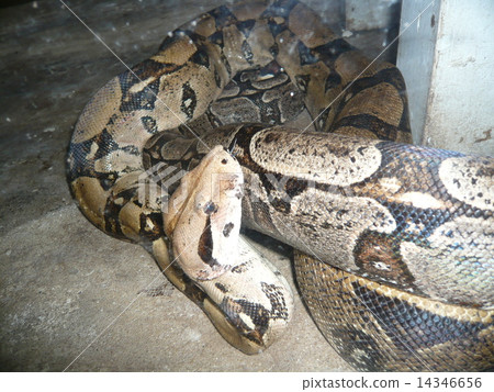 Huge Psittaci 14346656