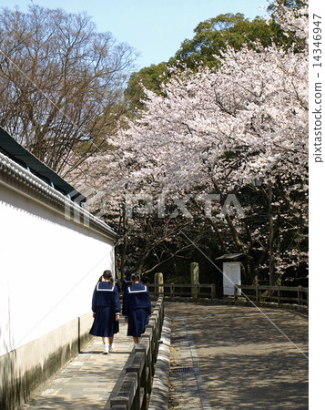 Cherry blossom path and girls student 14346947