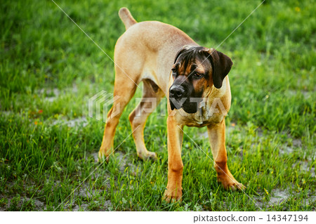 Cane Corso Whelp Puppy Standing On Green Grass 14347194