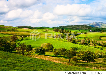 On the pasture in Yorkshire Dales, England 14347636