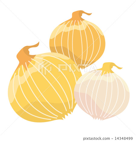 Vegetable _ Onion 14348499