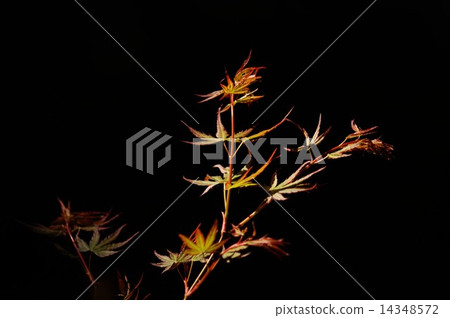 Momiji sprout Momiji sprout 14348572