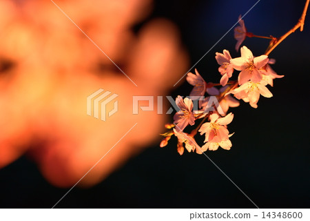 Cherry blossoms at night 14348600