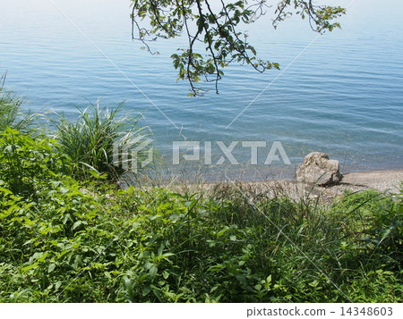 琵琶湖在夏天 14348603