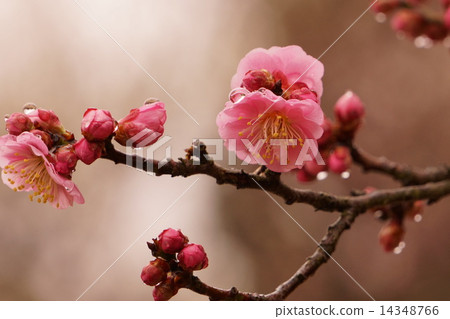 Plum blossom  14348766