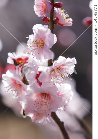 梅花 14348771