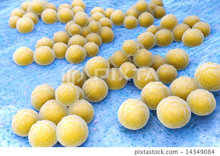 Staphylococcus aureus 14349084