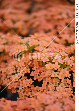 Kalanchoe 14349571
