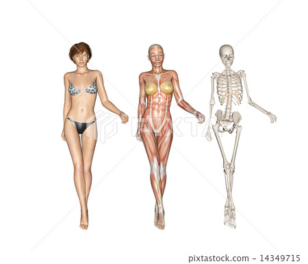 人的標本肌肉骨骼真正的3DCG例證材料 14349715