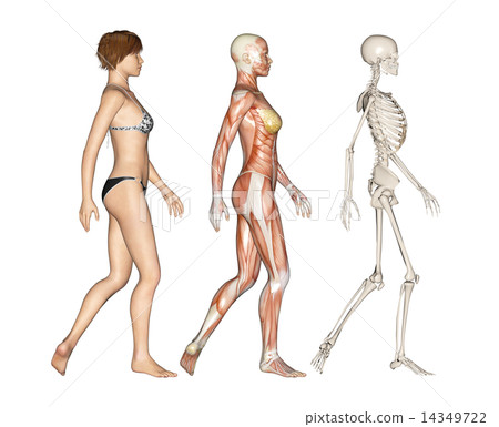 人的標本肌肉骨骼真正的3DCG例證材料 14349722