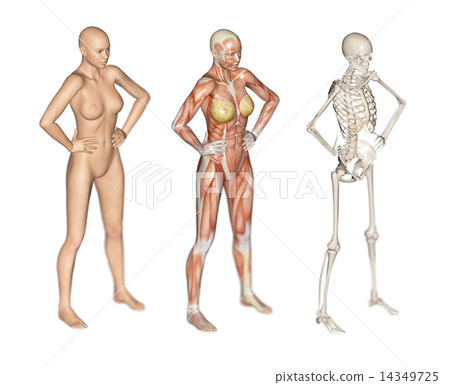 人的標本肌肉骨骼真正的3DCG例證材料 人的標本肌肉骨骼真正的3DCG例證材料 14349725