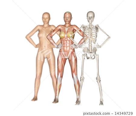 Human specimen muscle skeleton real 3DCG illustration material Human specimen muscle skeleton real 3DCG illustration material 14349729