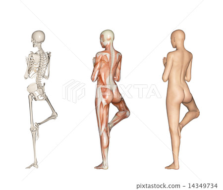 人的標本肌肉骨骼真正的3DCG例證材料 14349734