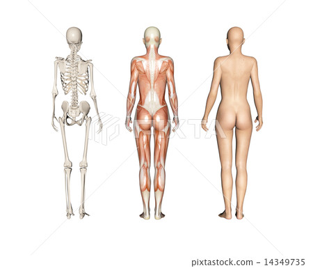 人的標本肌肉骨骼真正的3DCG例證材料 14349735