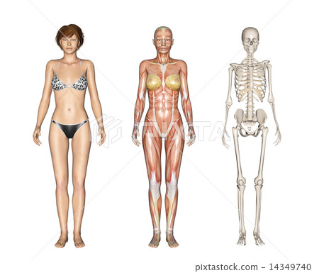 Human specimen muscle skeleton real 3DCG illustration material Human specimen muscle skeleton real 3DCG illustration material 14349740
